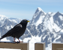 Alpendohle