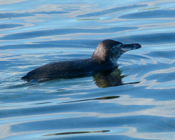Kleiner Galápagos-Pinguin
