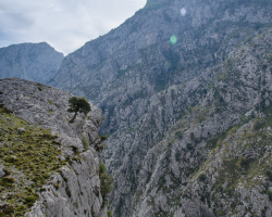 Einzelner Baum vor der Schlucht