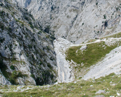 Felsnase