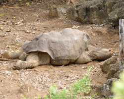 Lonesome George