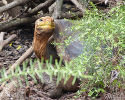 Riesenschildkröte