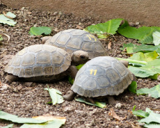 Baby-Schildkröten