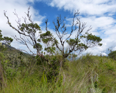Vegetation an der Kraterlagune