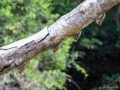 Fledermaeuse