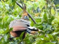 Hoatzin