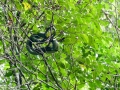 Schlange im Baum