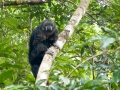 Tamarinaffe