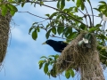 Webervogel