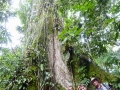 Samona-Baum