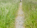 Weg durch die Wildblumenwiese