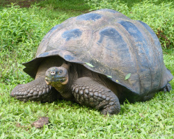Riesenschildkröte