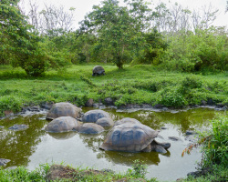 Badetag der Schildkröten