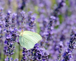 Lavendel