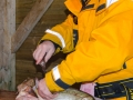 Fisch filetieren