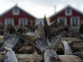 Stockfischschwänze