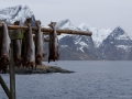 Stockfisch in Hamnøy