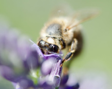Biene auf Lavendel (Makro)