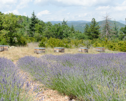 Bienenkisten