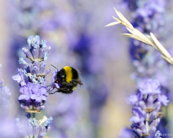Hummel im Lavendel