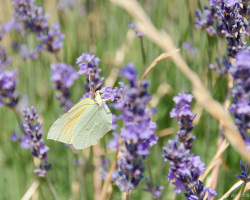 Schmetterling trinkt Lavendelnektar