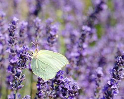 Schmetterling im Lavendel
