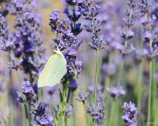 Schmetterling im Lavendel
