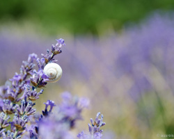 Schnecke im Lavendel