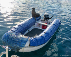 Blinder Passagier auf dem Dinghy