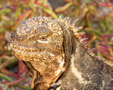 Galapagos-Iguana