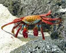 Galapagos-Klippenkrabbe