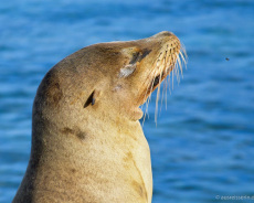 Galapagos-Seehund