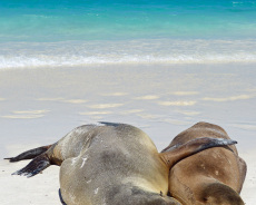Galapagos-Seehunde