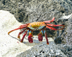 rote Klippenkrabbe