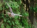 Falke im Flug