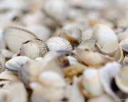 Muscheln