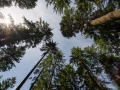Wald aus der Froschperspektive
