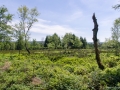 Hochmoorlandschaft