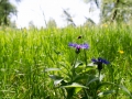 Kornblume mit Hummel
