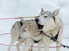 Huskies