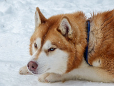roter Husky