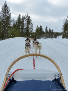 Huskies laufen