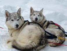 Huskies warten