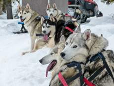 Huskygespann