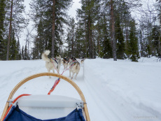 Huskies laufen bergan