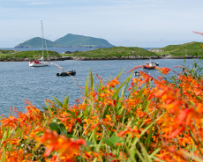 Montbretien an der Küste von Kerry, Irland