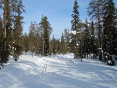 Loipe im Winterwald