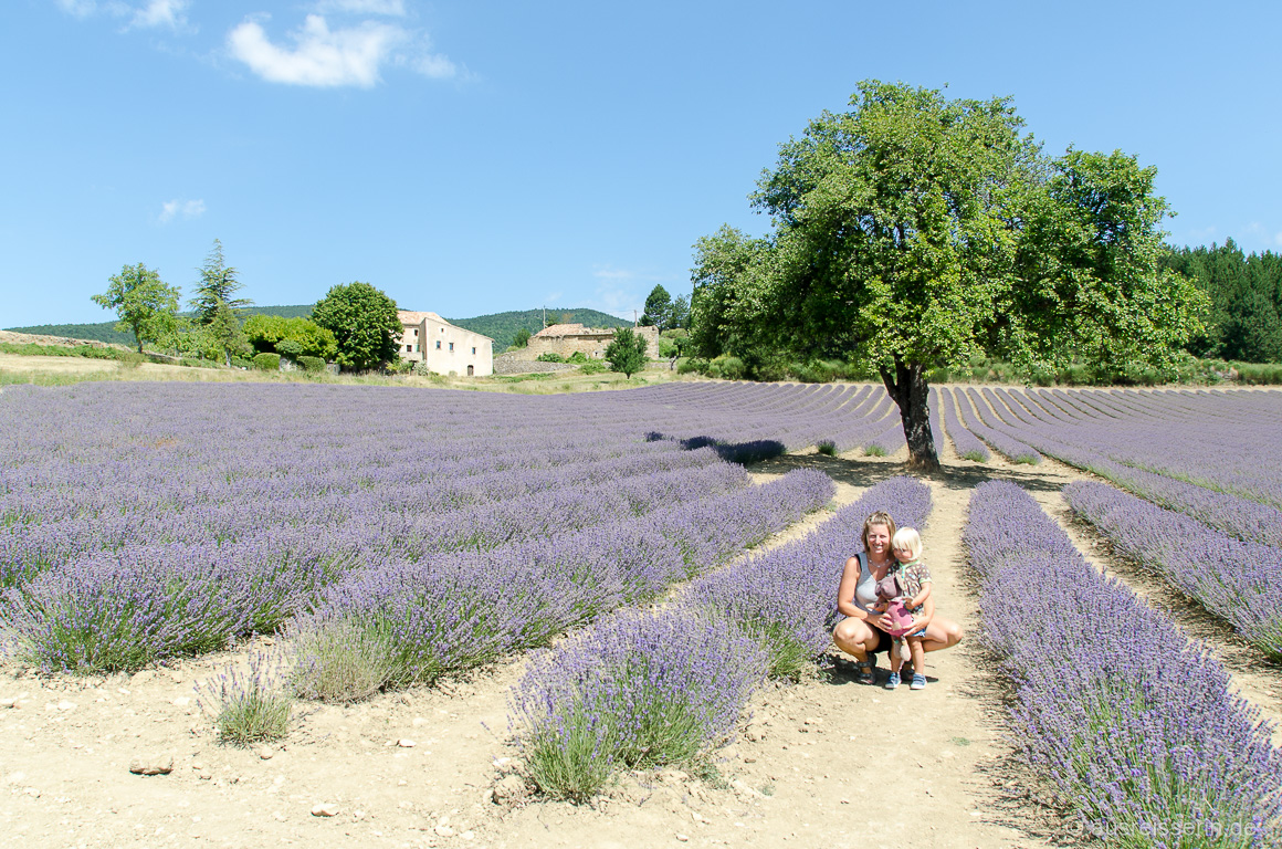 Lavendelfeld in Aurel