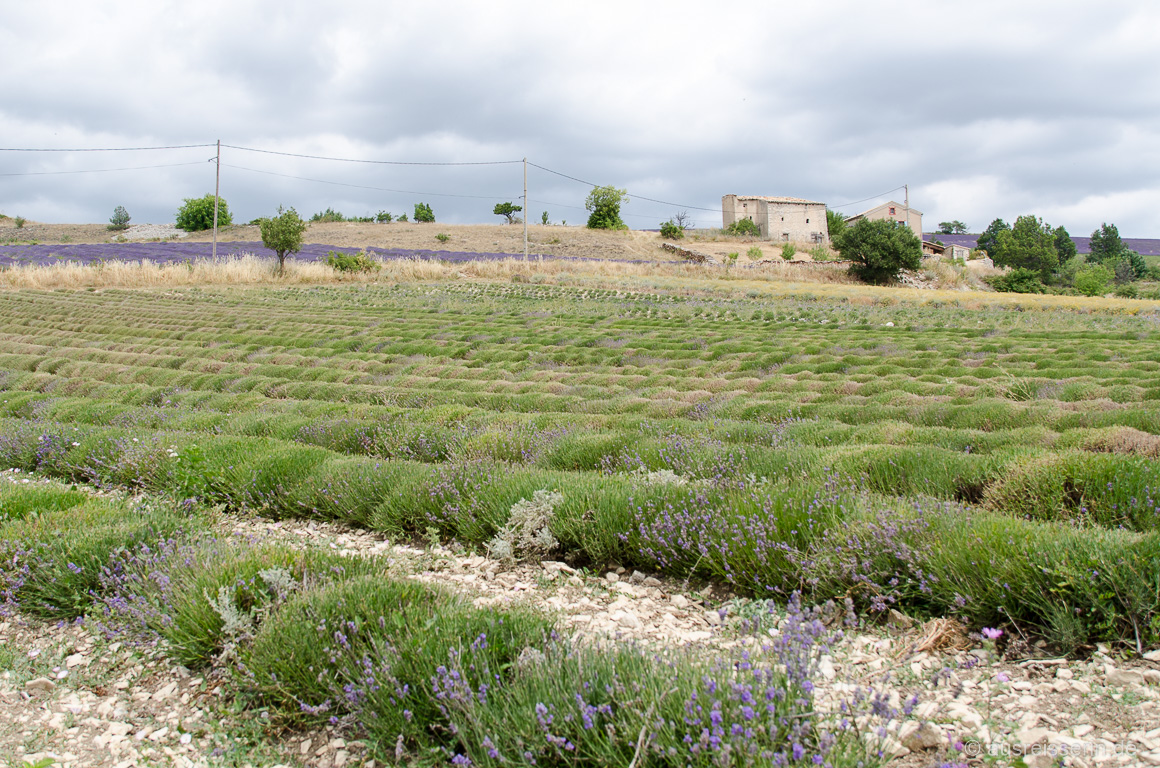 Abgeerntetes Lavendelfeld bei Ferrassières