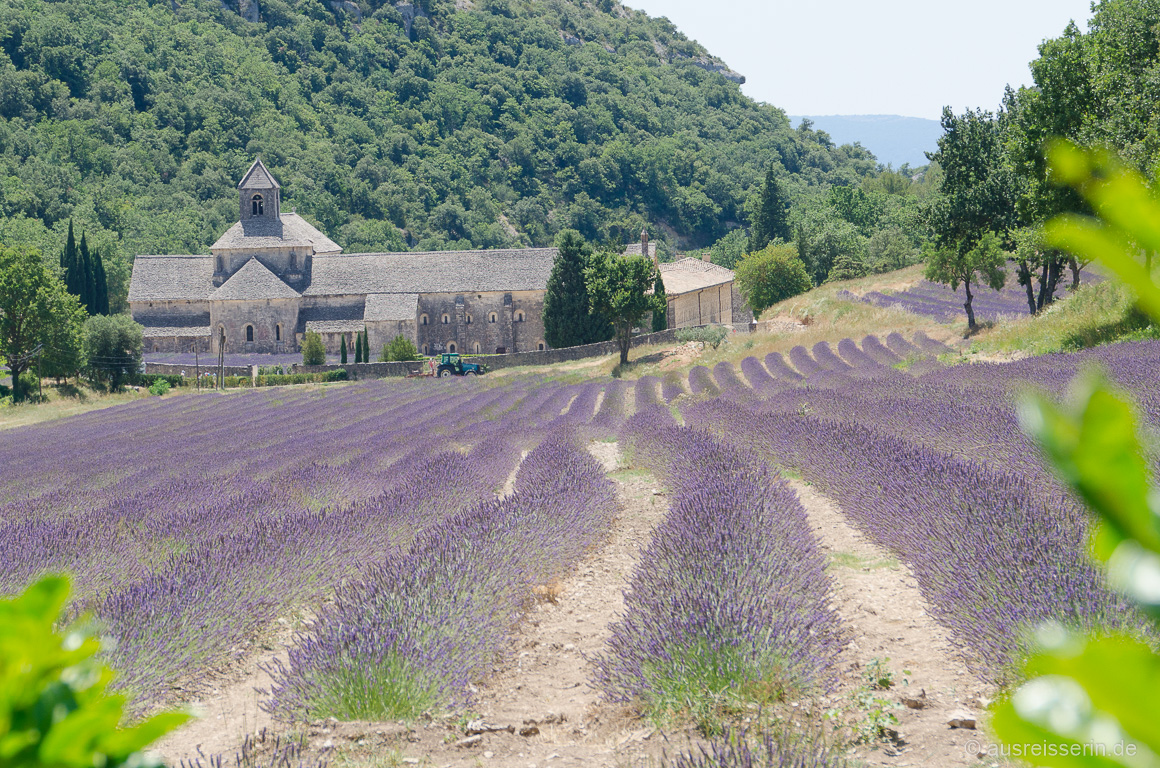 Frankreich-Provence-Lavendel-Abbaye-de-Senanque